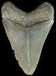 Serrated, Megalodon Tooth - Georgia #63971-1